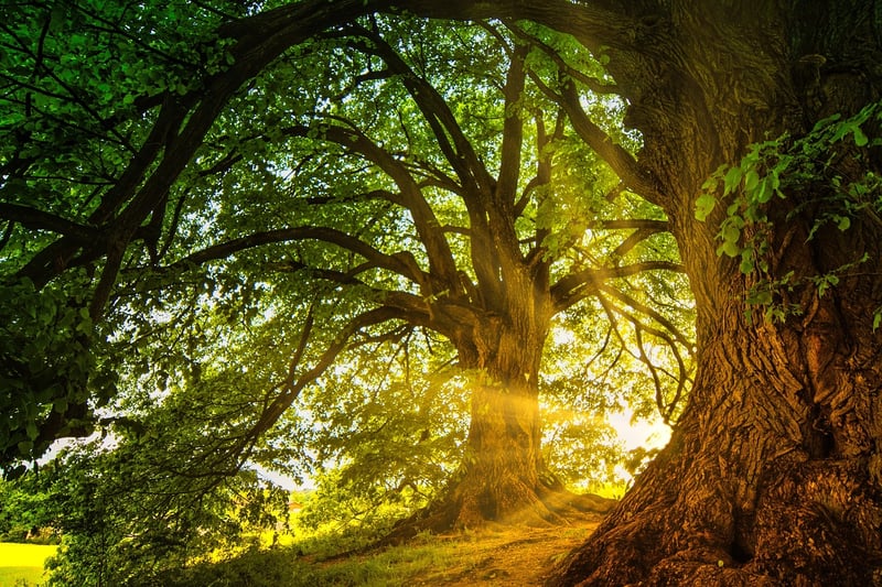 Enchanted Journeys