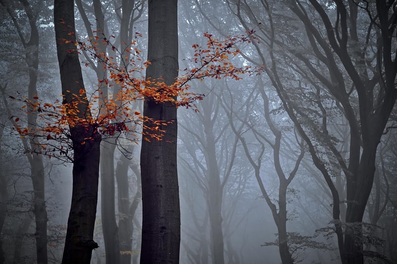 Calming Forest Escape
